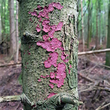 Kožovka Mougeotova je závislá na tlejícím jedlovém dřevě