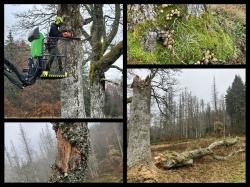 Eine alte Esche vor der Tummelplatzhütte musste nun aus Sicherheitsgründen umgezogen werden. (Fotos: Nationalpark Bayerischer Wald)