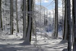 Im Winter wird es im Wald still – diese Ruhe kann man bei einer Wanderung durch den Nationalparkwald genießen. - Foto: Franz Leibl