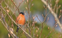 Der Gesang heimischer Singvögel ist Thema der Wanderung mit Nationalpark-Ranger Robert Stockinger am Samstag, 27. April. (Foto: Christoph Moning/Nationalpark Bayerischer Wald)
