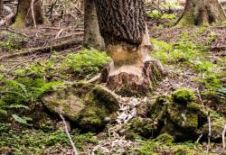 Die Aktivitäten des Bibers sind relativ leicht zu erkennen. Andere tierische Waldbewohner hinterlassen aber weniger deutliche Spuren. (Foto: Jo Fröhlich/Nationalpark Bayerischer Wald)
