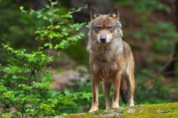 Wölfe im Böhmerwald sind das Thema einer Führung durch das Besucherzentrum des Nationalpark Šumava in Srní. (Foto: Patrik Stanek /Nationalpark Bayerischer Wald)