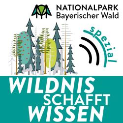 Der Podcast Wildnis schafft Wissen – Spezial dreht sich um den Borkenkäfer im Nationalpark. Dabei werden auch verschiedene Methoden des Borkenkäfermanagements beleuchtet. (Grafik: Nationalpark Bayerischer Wald)