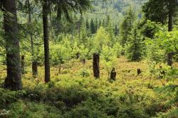 Durch wilde Wälder geht’s am 6. Juni. (Foto: Nationalpark Bayerischer Wald)