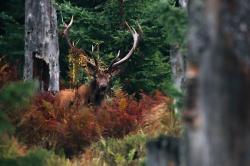 Der Rothirsch ist im Herbst in den Nationalpark-Hochlagen weithin zu hören. (Foto: Lukas Haselberger)