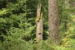 Zu einer meditativen Wanderung laden Kurseelsorger Günter K. Wagner und der ehemalige Förster Werner Kirchner ein. (Foto: Gregor Wolf/Nationalpark Bayerischer Wald)