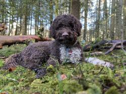 Trüffel-Suchhund Leo gelang ein seltener Fund bei Neuschönau.