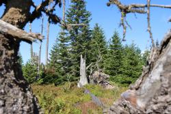 Um das Borkenkäfermanagement und die Waldentwicklung am Falkenstein geht es bei einer geführten Wanderung mit Josef Wanninger am 11. September. (Foto: Nationalpark Bayerischer Wald)