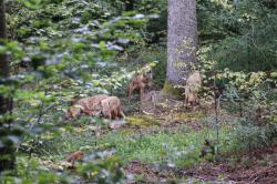 Vier Wolfsbrüder aus dem Tierpark Wiesbaden sind nun in das große Gehege des Tier-Freigeländes in Ludwigsthal umgezogen. (Foto: Nationalpark Bayerischer Wald)