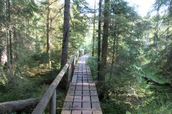 Der Bohlenweg im Föhraufilz wird aktuell erneuert. Foto: Karl Klostermann