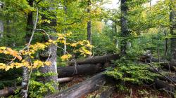 „NaturZEIT für die Seele“ lautet der Titel der Wanderung am 27. September. (Foto: Markus Bollinger/Nationalpark Bayerischer Wald)