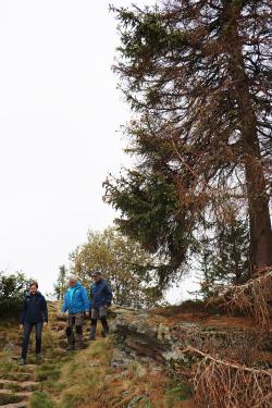 Nationalparkleiterin Ursula Schuster (v.l.), Dienststellenleiter Jürgen Pöschl und Sachgebietsleiter Franz Baierl begutachteten die Fichten, die am Gipfel des Falkensteins gefällt werden müssen. (Foto: Nationalpark Bayerischer Wald)