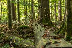 Natureinblicke lautet das Motto der meditativen Wanderung rund um Waldhäuser. (Foto: Nationalpark Bayerischer Wald)