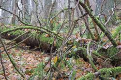 Die Besonderheiten der Großschutzgebiete entlang der deutsch-tschechischen Grenze können Teilnehmer der Führung von Nationalparkmitarbeiter Pavel Bečka entdecken. (Foto: Nationalpark Bayerischer Wald)