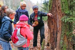 In den Herbstferien können Kinder die wilden Wälder des Nationalparks entdecken. (Foto: Nationalpark Bayerischer Wald)