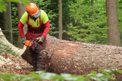 Knapp die Hälfte des aufgearbeiteten Borkenkäferholzes wurde streifenförmig entrindet. In dieser für Borkenkäfer brutuntauglichen Art kann es als Lebensraum und Nahrungsangebot für andere Arten im Wald verbleiben. (Foto: Nationalpark Bayerischer Wald)