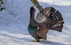 Nicht nur der Auerhahn wünscht sich einen ruhigen Start ins neue Jahr.  (Foto: Christoph Wagner/Nationalpark Bayerischer Wald)