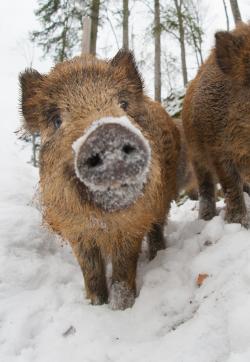 Das Wildschweingehege ist ab sofort nicht mehr für Besucher begehbar. (Foto: Sascha Rösner/ Nationalpark Bayerischer Wald)