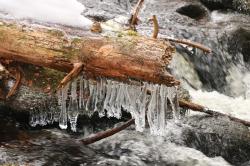 Entlang der winterlichen Flanitz geht es bei einer meditativen Führung am 15. Februar. (Foto: Stephanie Scheibelberger/Nationalpark Bayerischer Wald)