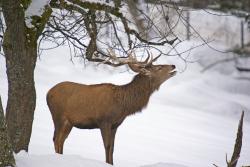 Rothirsche sind die größten tierischen Bewohner des Nationalparks. (Foto: Franz Leibl)