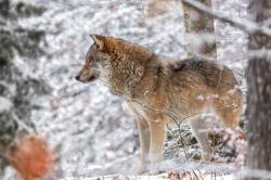 Wie sich die Rückkehr von Luchs und Wolf auf das Ökosystem des Böhmerwaldes auswirkt, ist Thema einer geführten Wanderung am 15. März. (Foto: Annabell Gsödl)