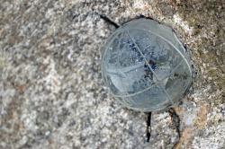 Bildunterschrift: Exakt um 12 Uhr mittags zur Sonnenwende bringen Sonnenstrahlen die Glaskugel an der Sonnenuhr am Schwellhäusl zum Leuchten. (Foto: Gregor Wolf/Nationalpark Bayerischer Wald)